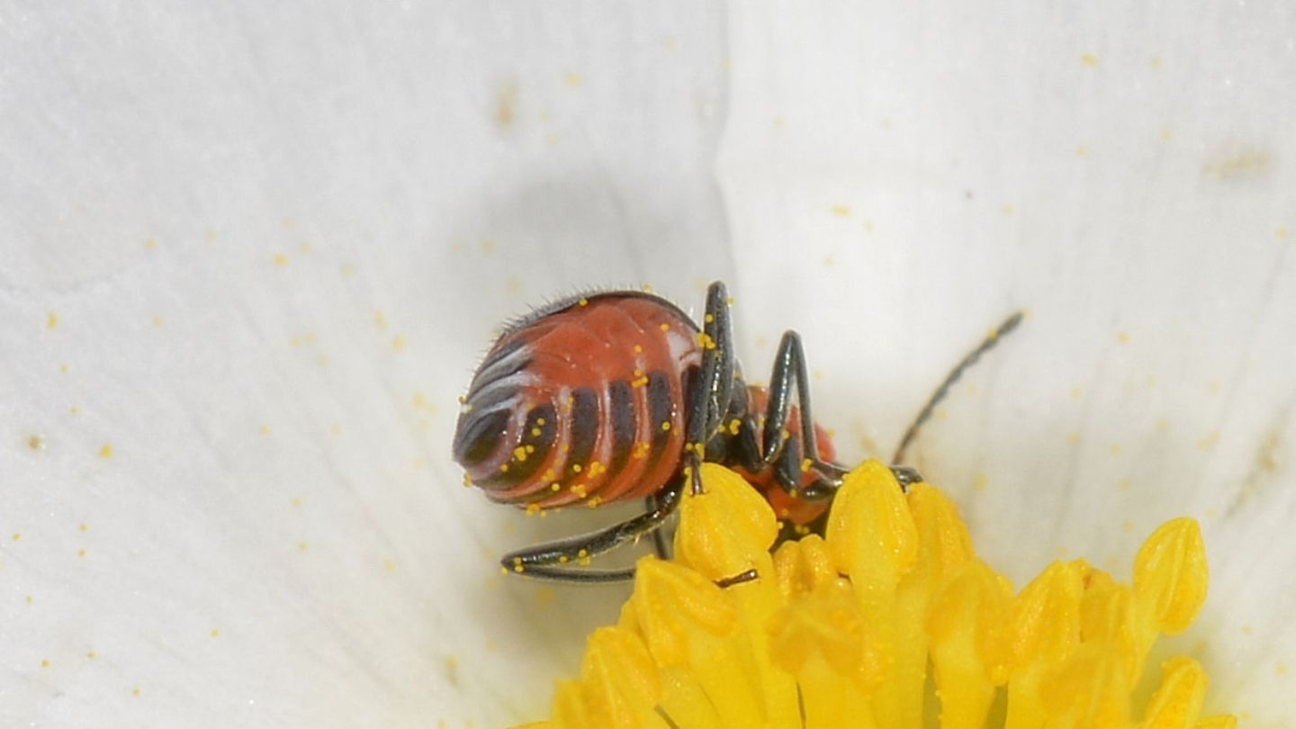 Malachiidae a Capraia:  Cyrtosus longicollis, femmina