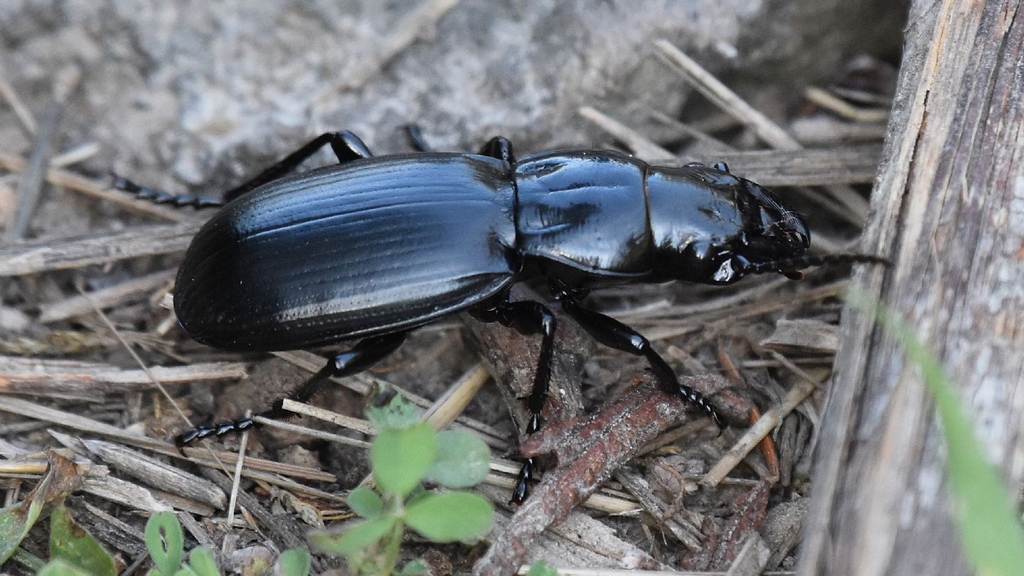 Carabidae: Percus paykulli