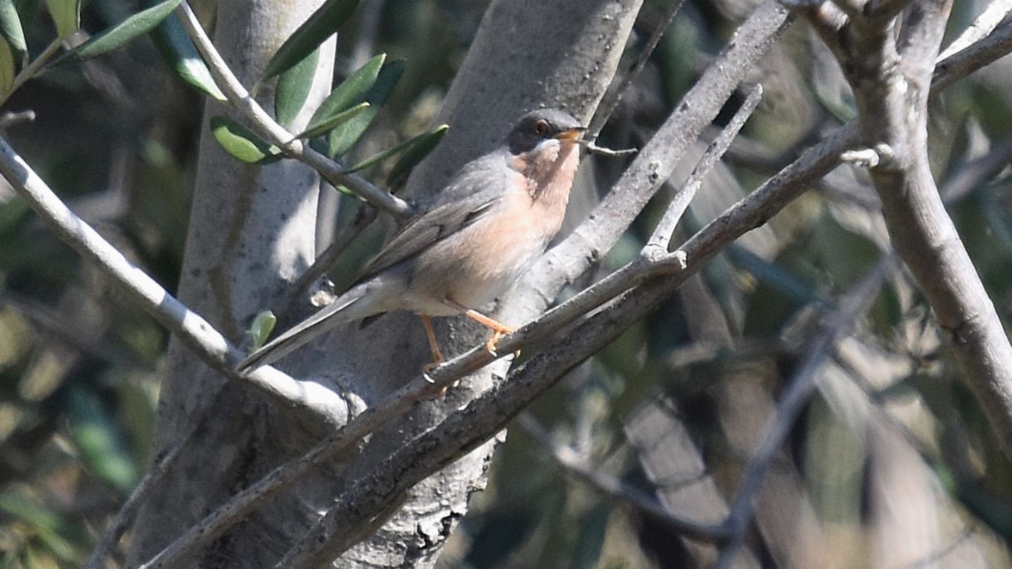 Sylvidae: Sterpazzolina di Moltoni ( Sylvia subalpina)