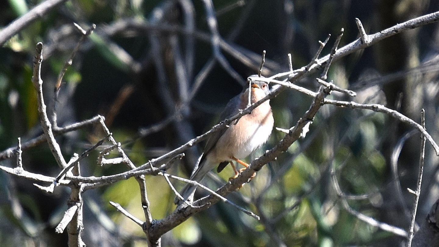 Sylvidae: Sterpazzolina di Moltoni ( Sylvia subalpina)