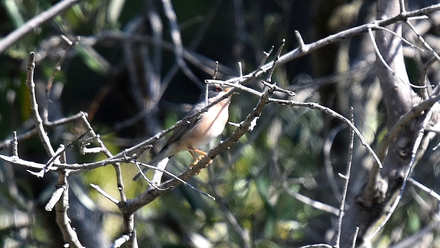 Sylvidae: Sterpazzolina di Moltoni ( Sylvia subalpina)