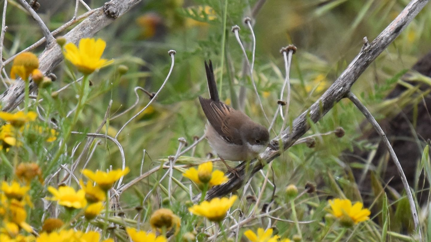 Sylvidae: Sterpazzola (Sylvia communis)