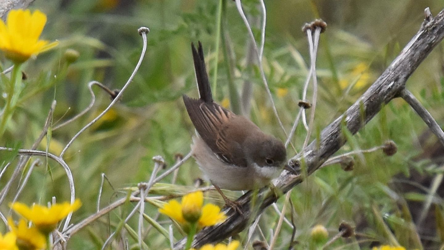 Sylvidae: Sterpazzola (Sylvia communis)