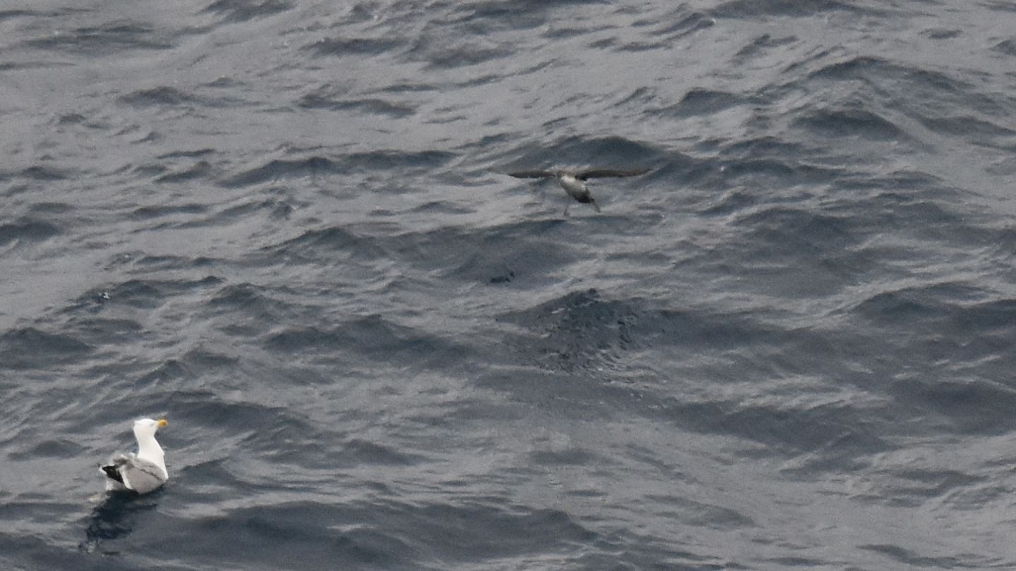 Da lontano: Berta minore mediterranea (Puffinus yelkouan)