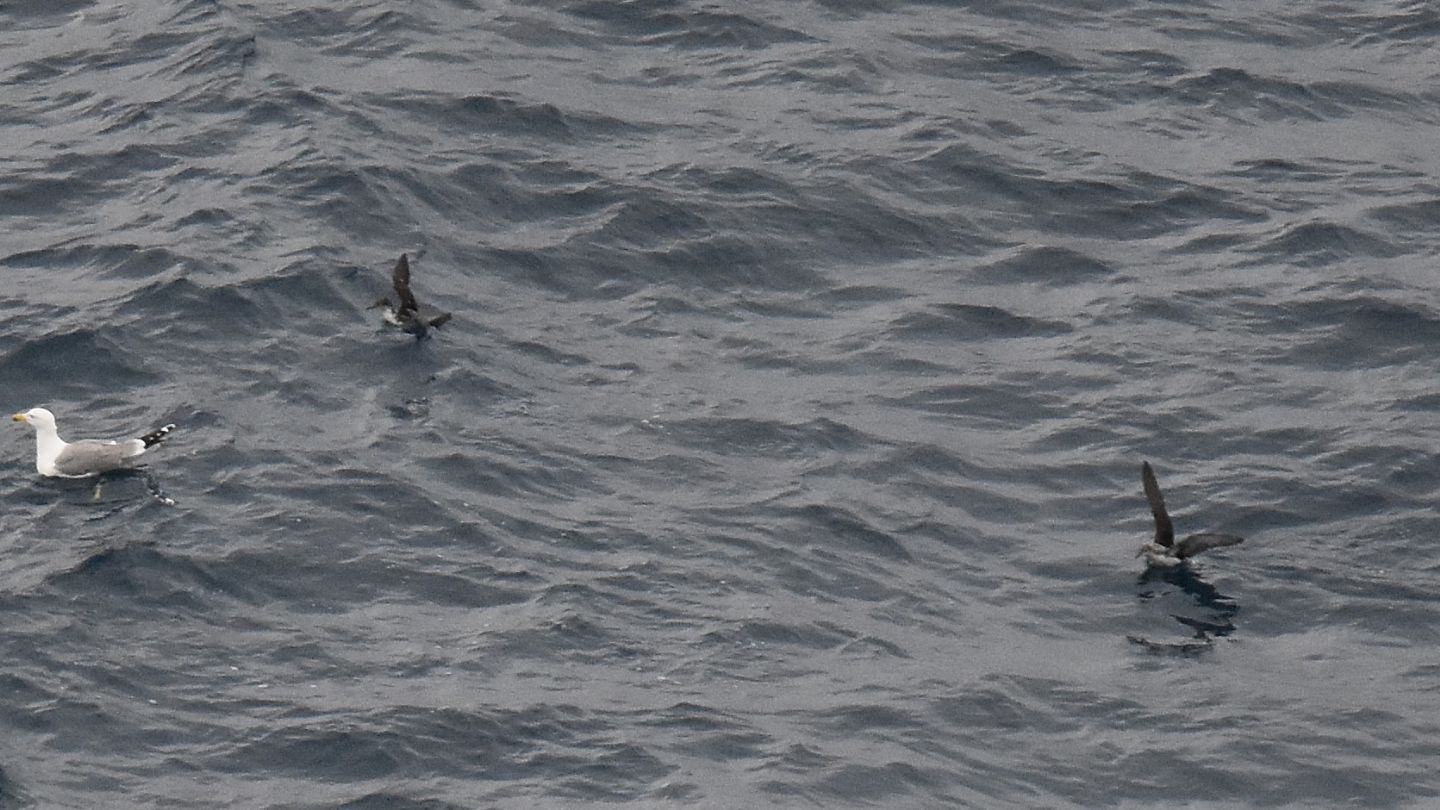 Da lontano: Berta minore mediterranea (Puffinus yelkouan)