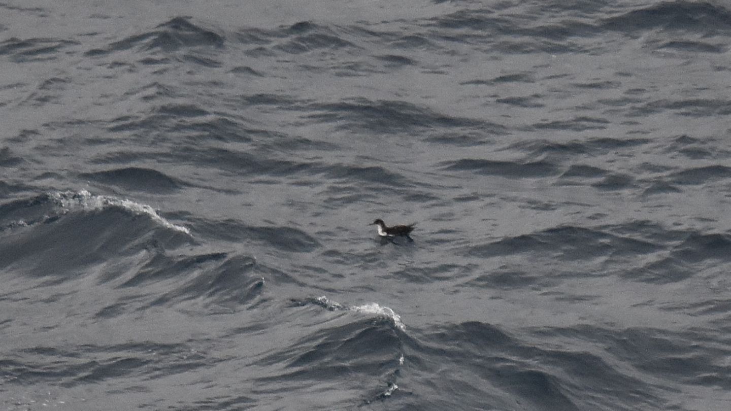 Da lontano: Berta minore mediterranea (Puffinus yelkouan)