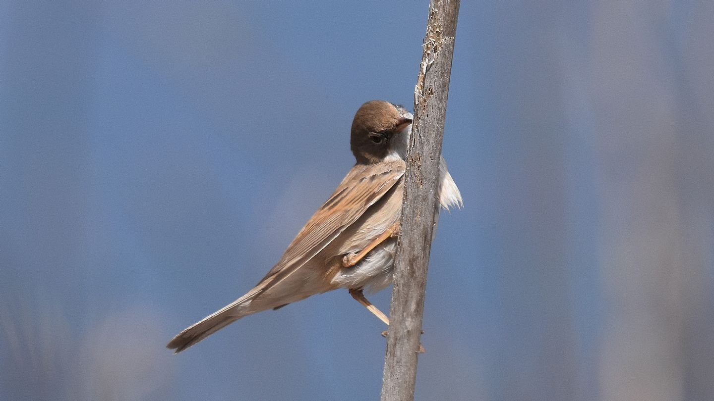 A Capraia: Sterpazzola (Sylvia communis)