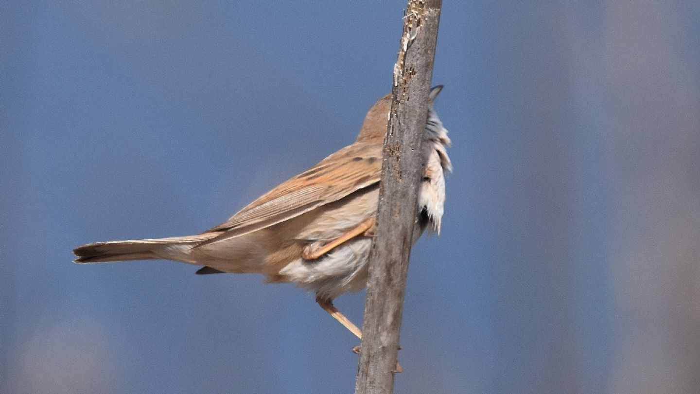 A Capraia: Sterpazzola (Sylvia communis)