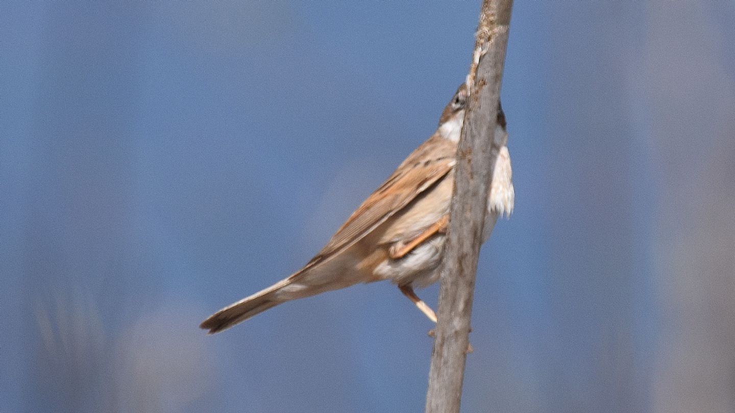 A Capraia: Sterpazzola (Sylvia communis)