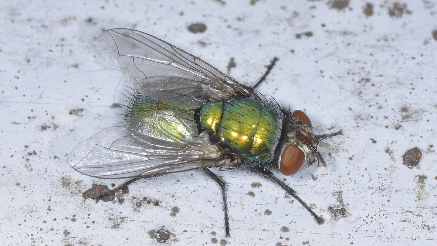 Moscone verde: Lucilia sericata, femmina