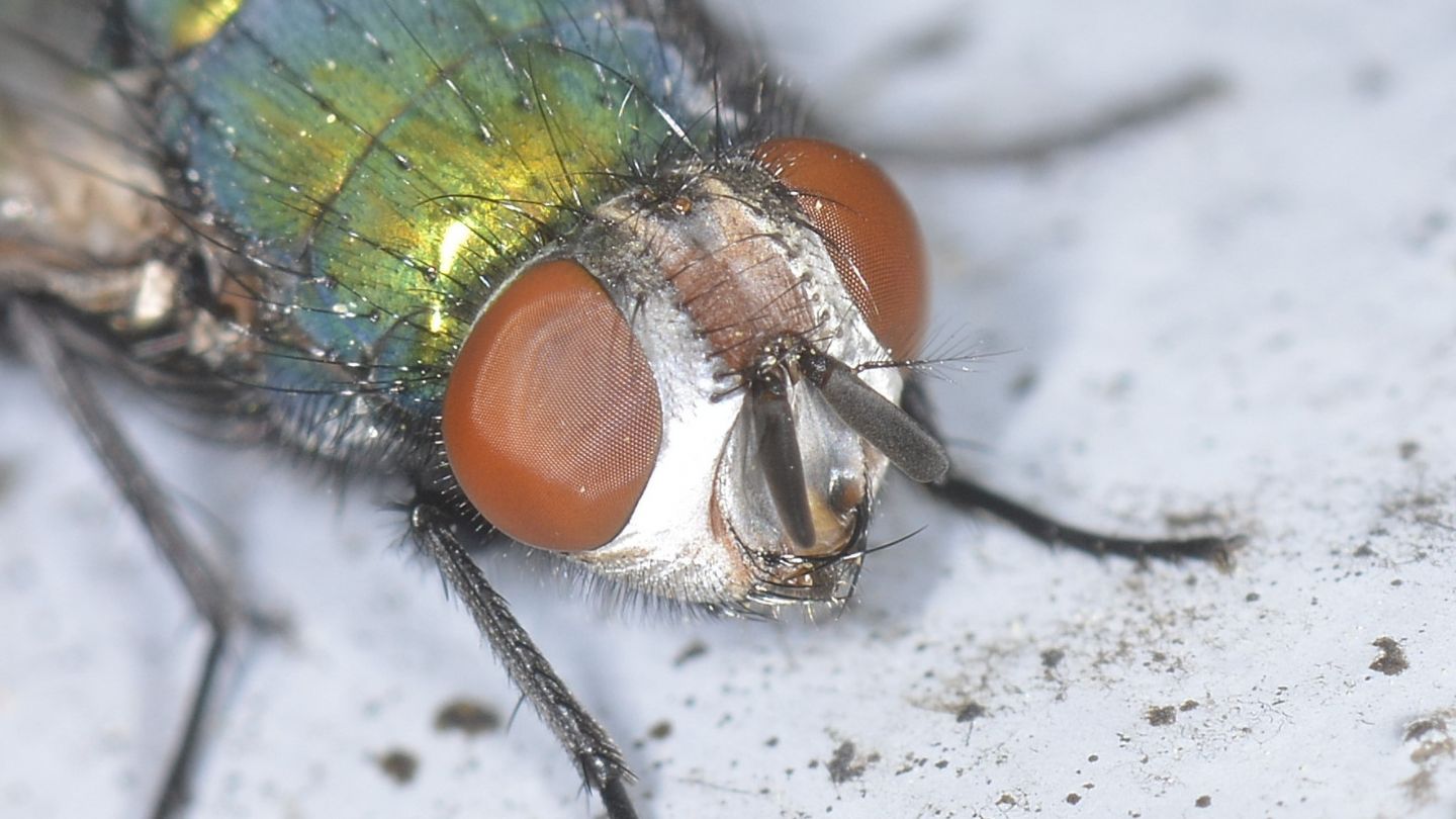 Moscone verde: Lucilia sericata, femmina