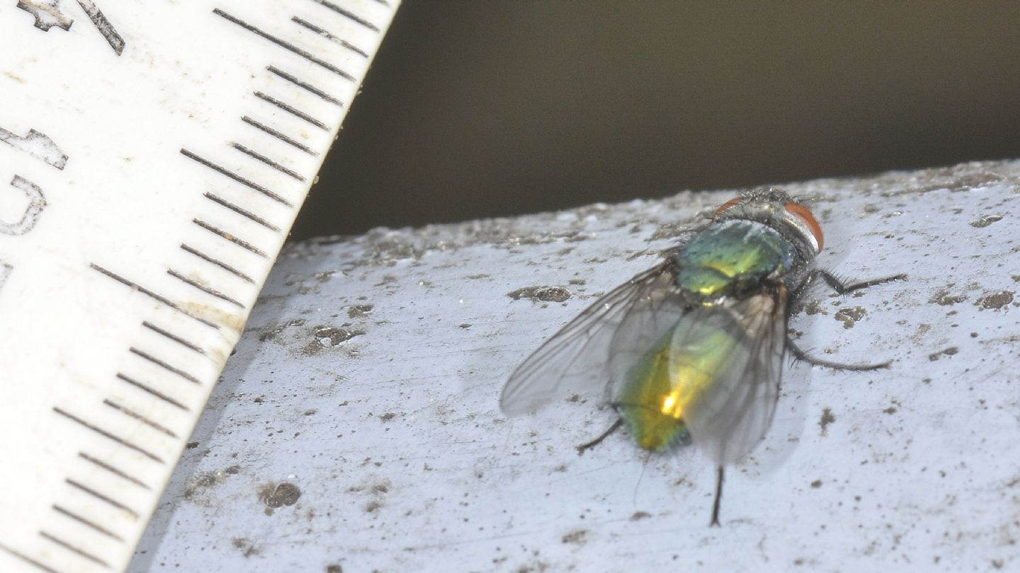 Moscone verde: Lucilia sericata, femmina