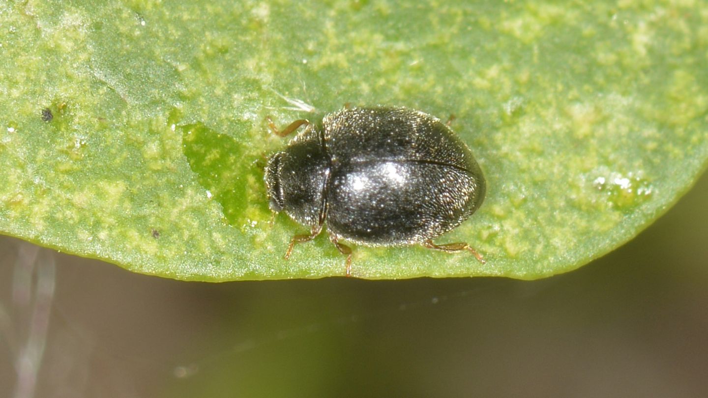 Coccinellidae: Scymnus sp.