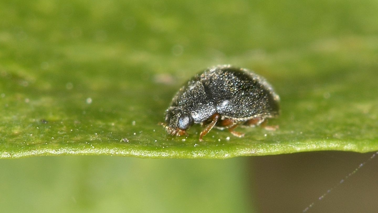 Coccinellidae: Scymnus sp.