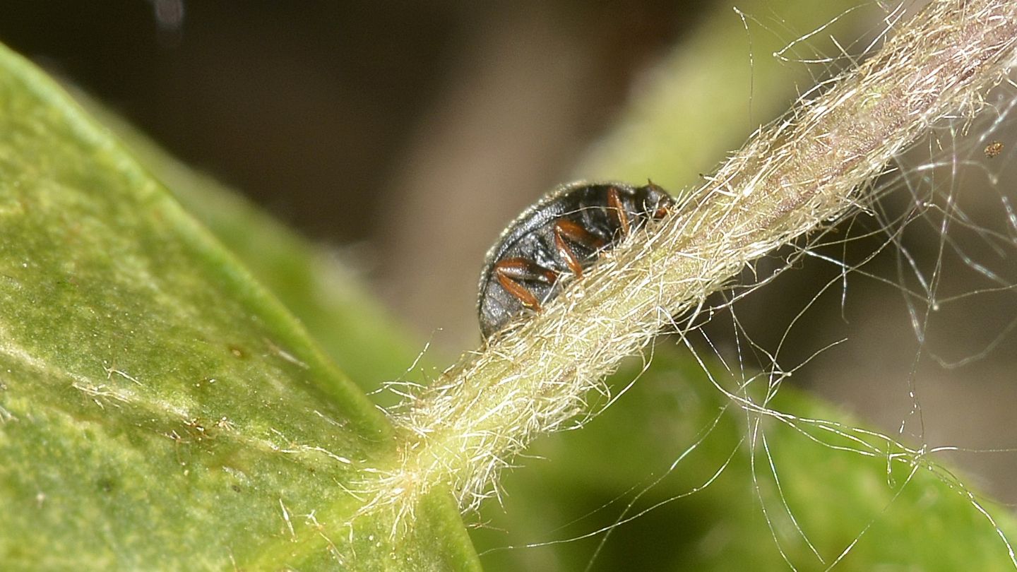 Coccinellidae: Scymnus sp.