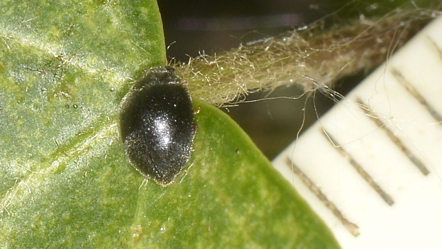 Coccinellidae: Scymnus sp.