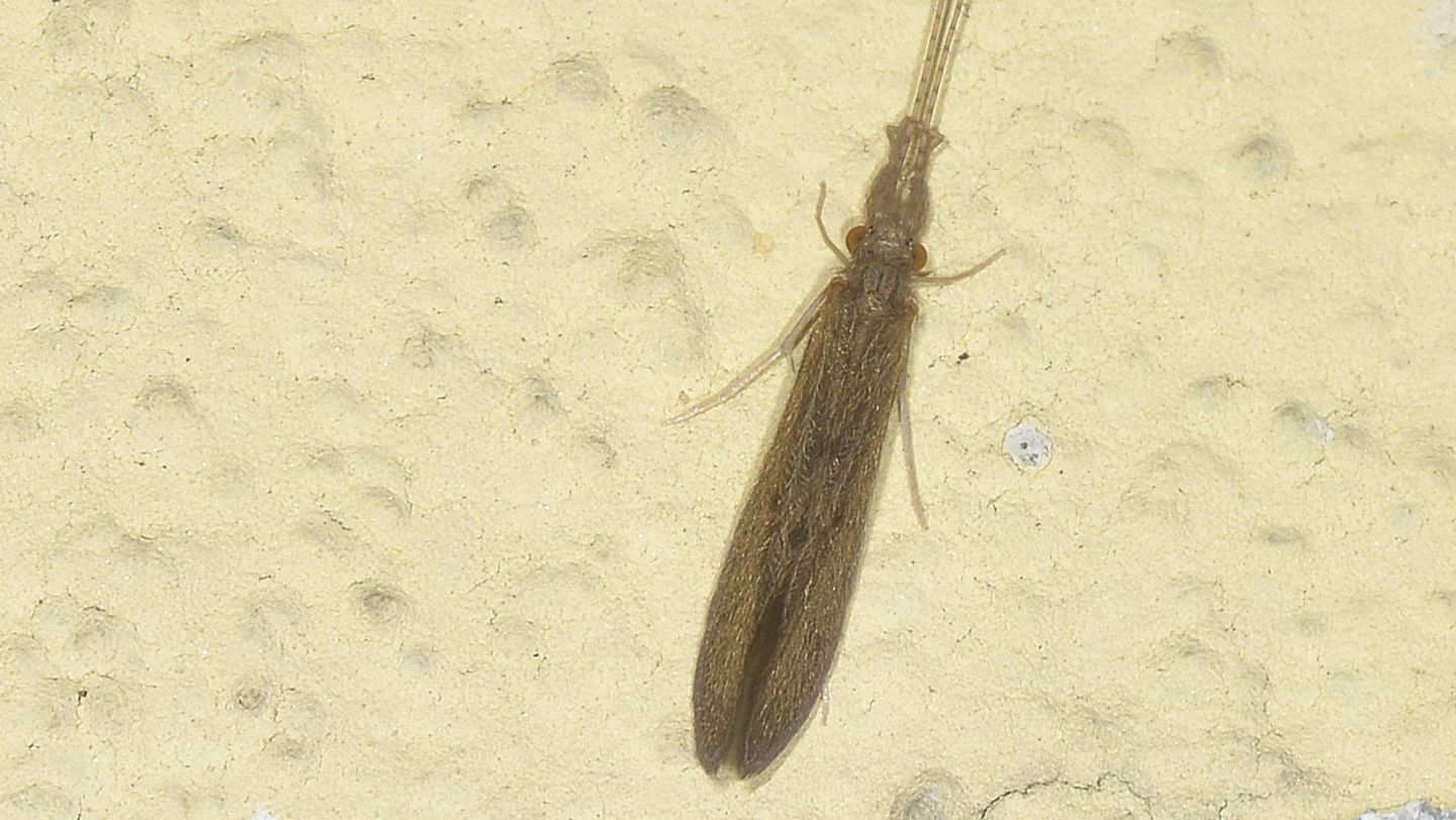 Tricottero ? - Oecetis sp.