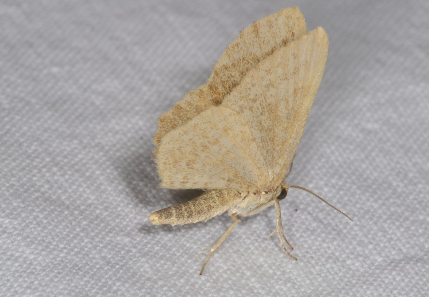 E'' riconoscibile? Geometridae