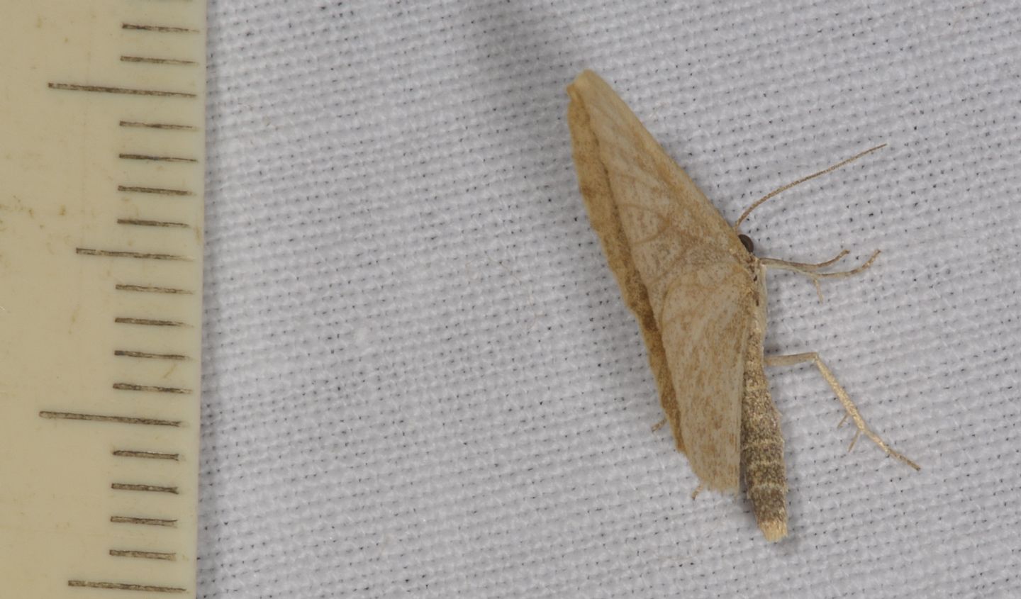 E'' riconoscibile? Geometridae