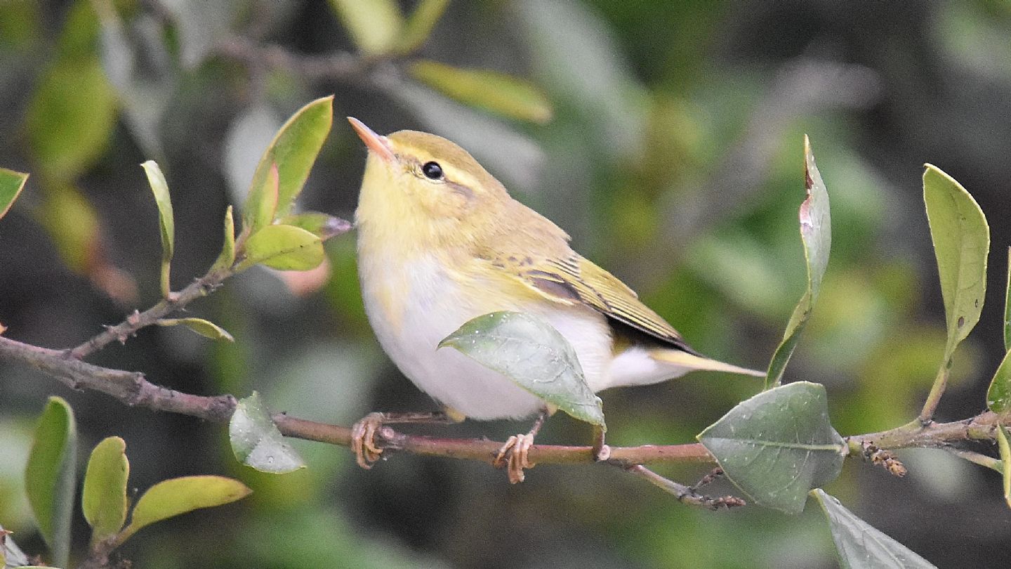 Quale Lu ?   Lu verde (Phylloscopus sibilatrix) da confermare