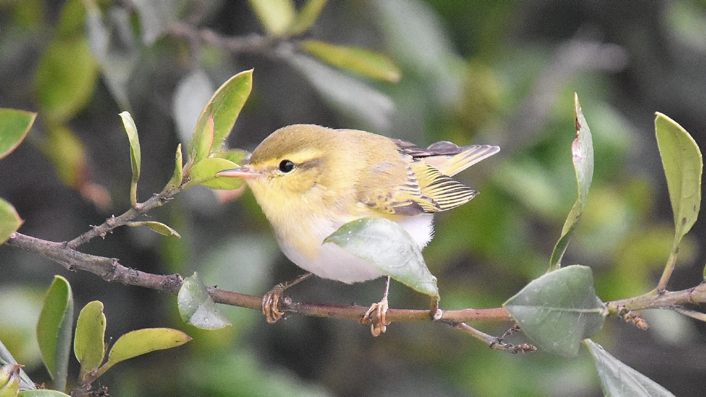 Quale Lu ?   Lu verde (Phylloscopus sibilatrix) da confermare