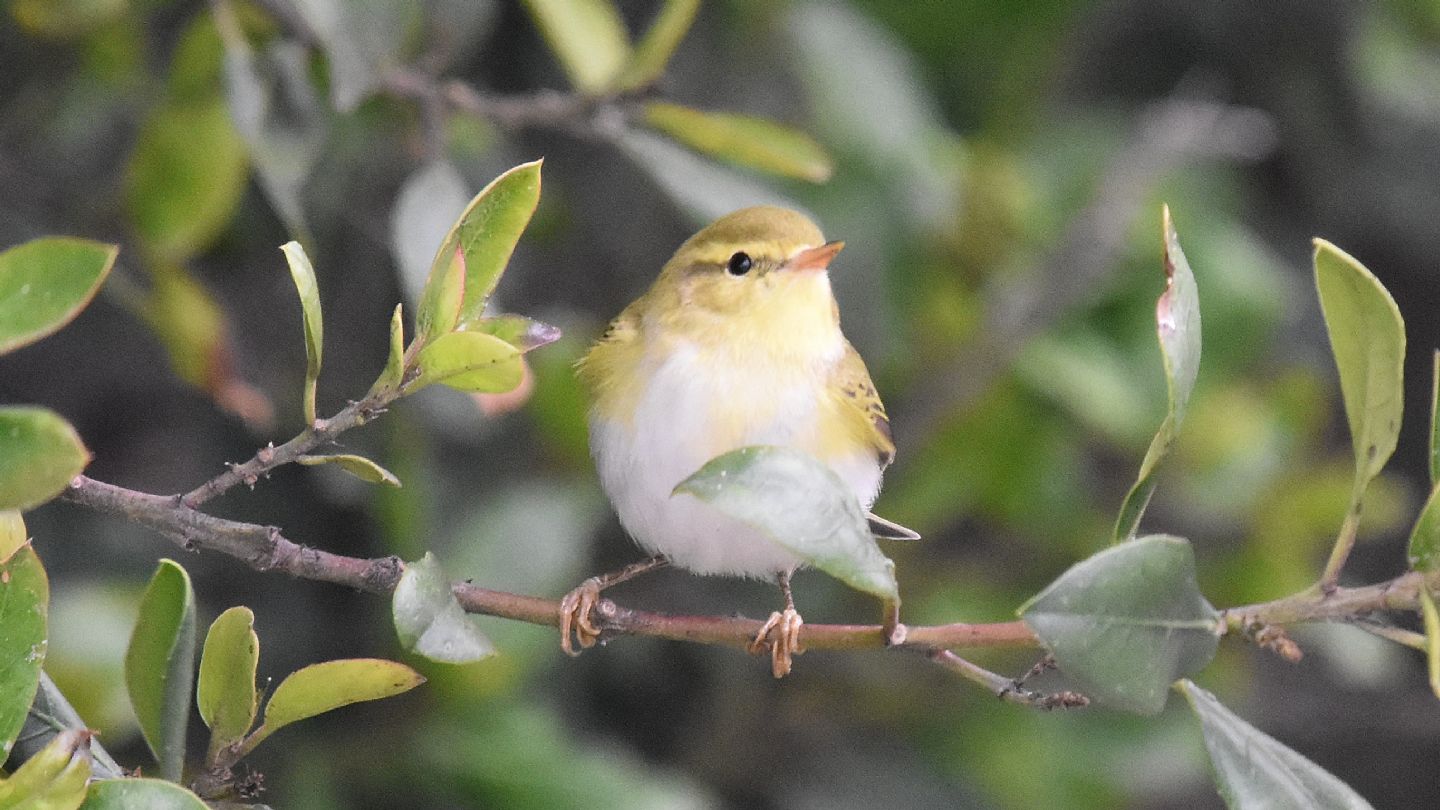 Quale Lu ?   Lu verde (Phylloscopus sibilatrix) da confermare