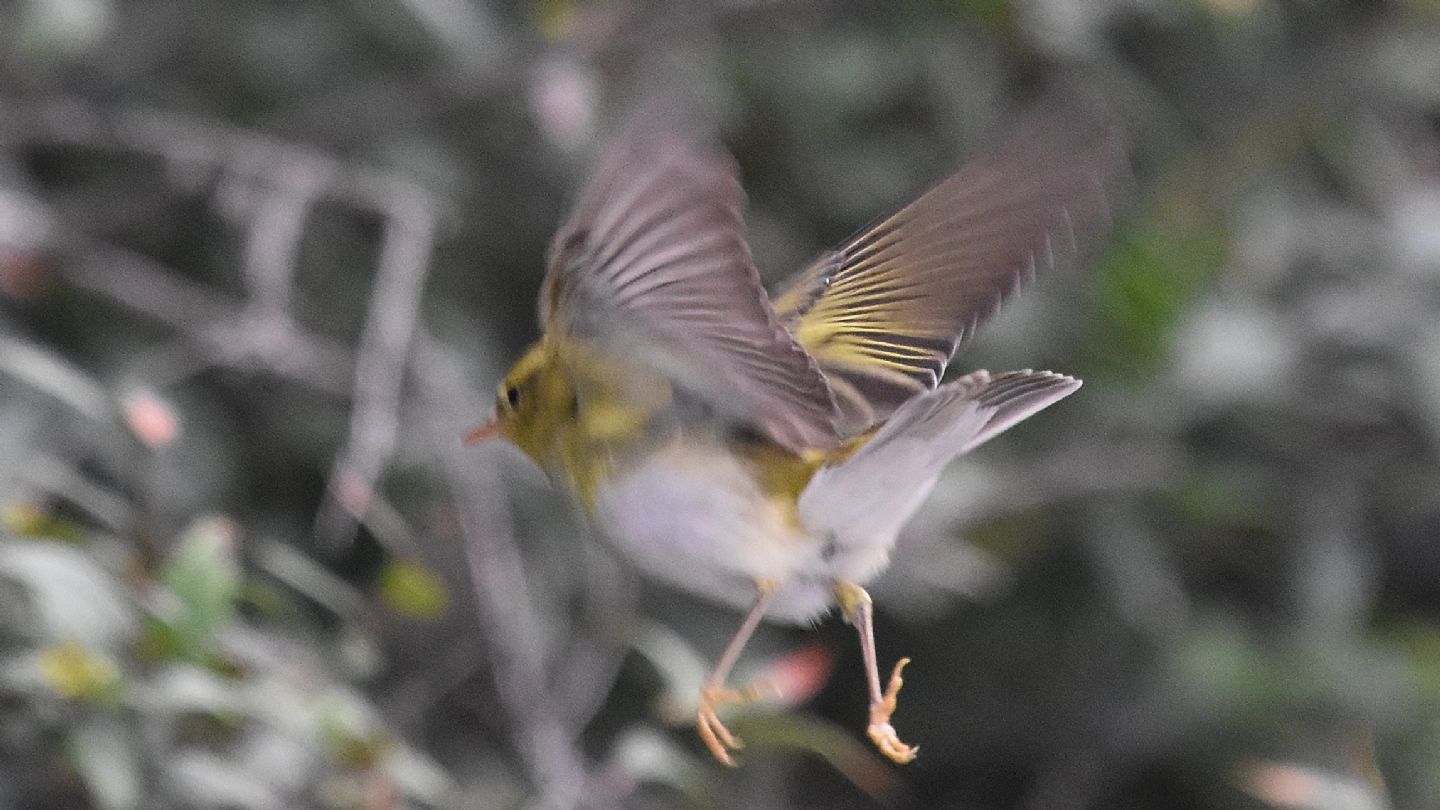 Quale Lu ?   Lu verde (Phylloscopus sibilatrix) da confermare