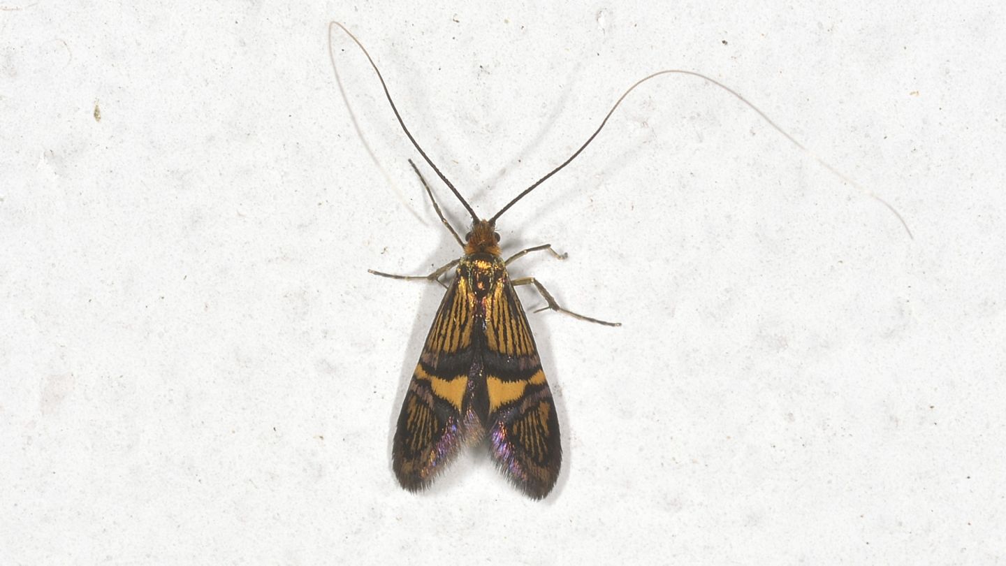 Nemophora ?  No, Adela croesella, maschio (Adelidae)