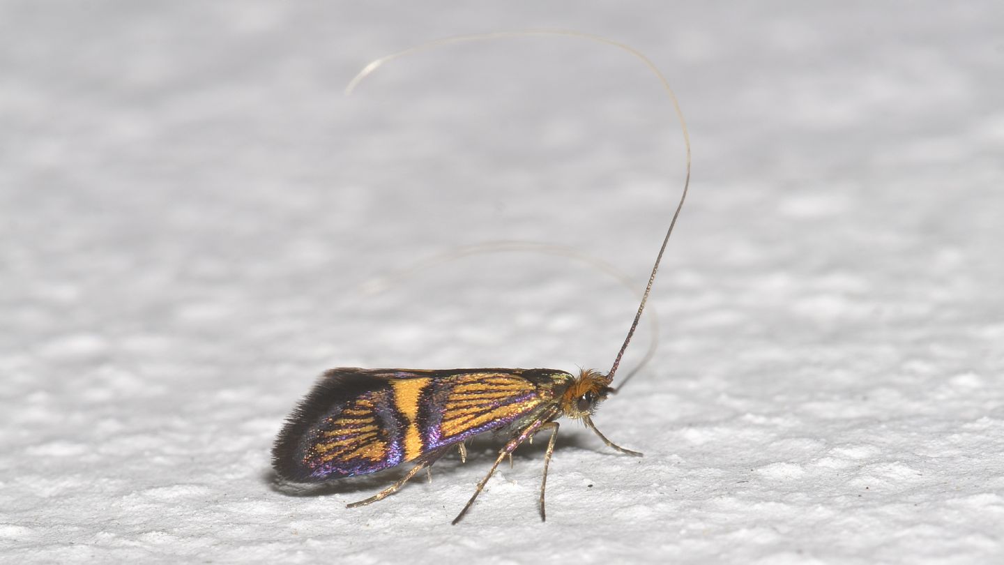 Nemophora ?  No, Adela croesella, maschio (Adelidae)