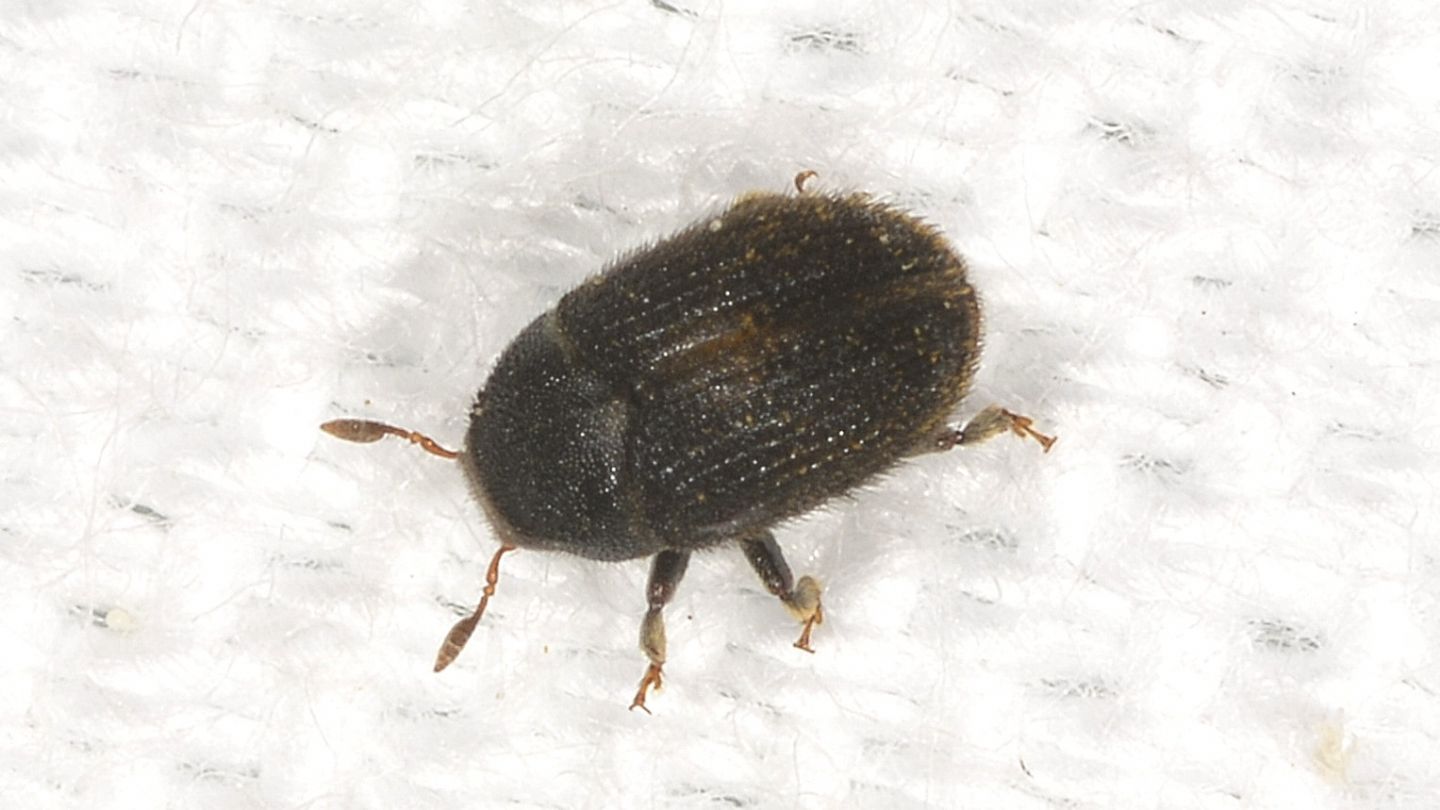 Piccolo Scolitide: Hylesinus toranio