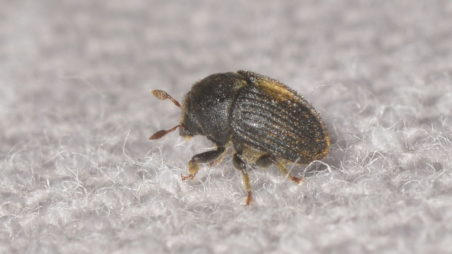Piccolo Scolitide: Hylesinus toranio