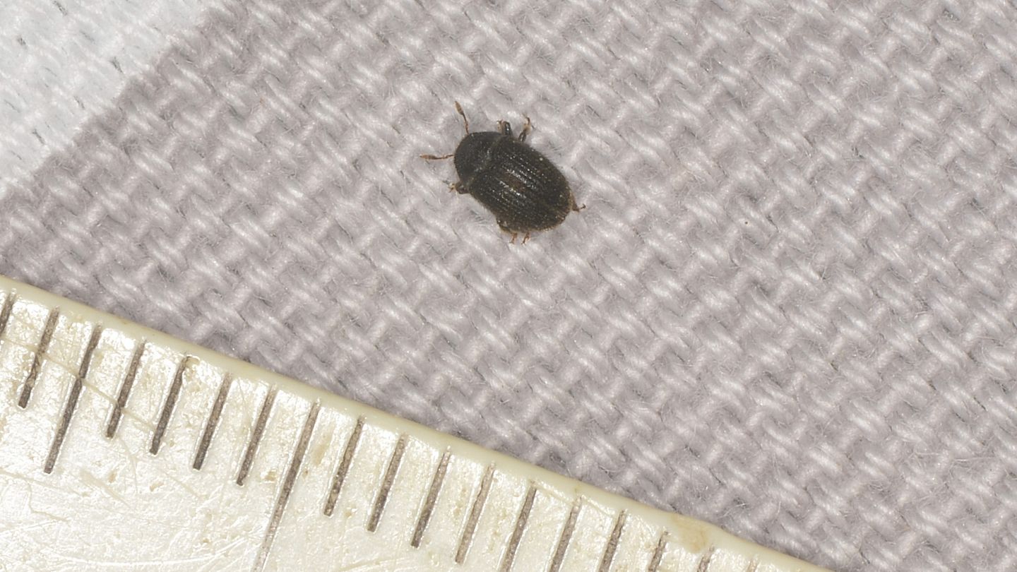 Piccolo Scolitide: Hylesinus toranio