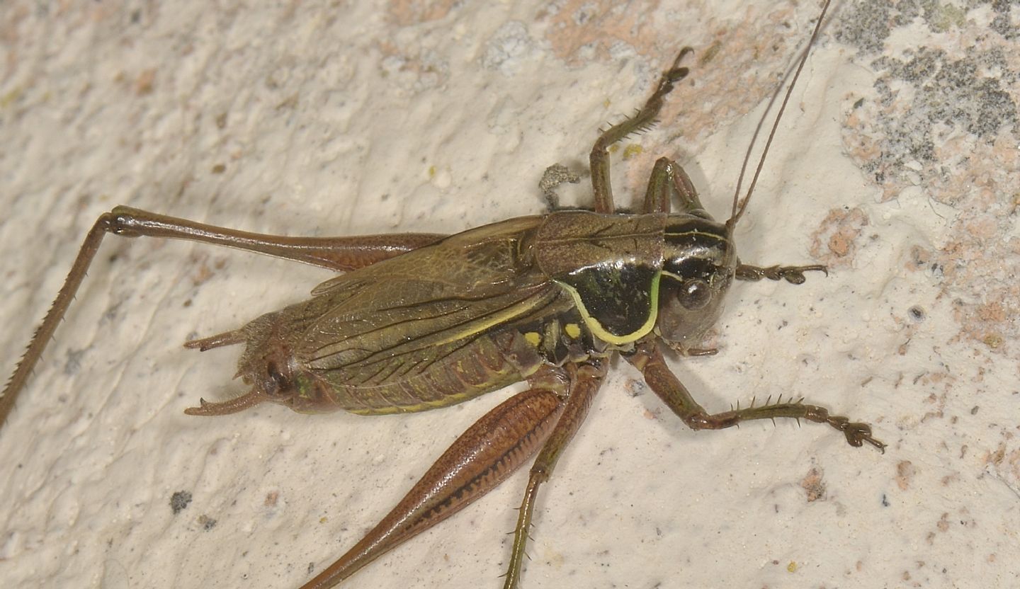 Tettigoniidae: Roeseliana minor