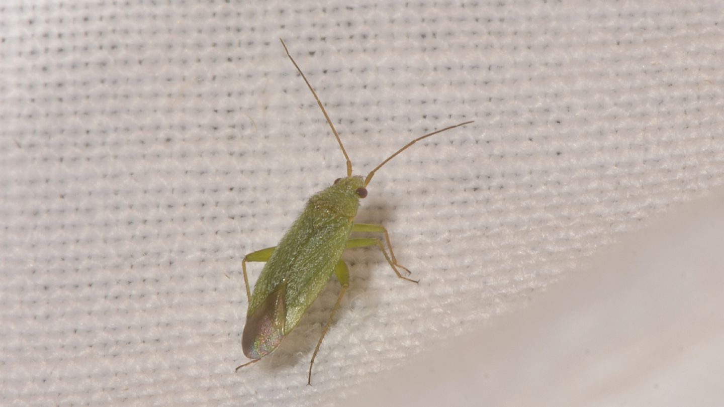 Miridae: Orthotylus ?  S, Orthotylus flavosparsus (cfr.)