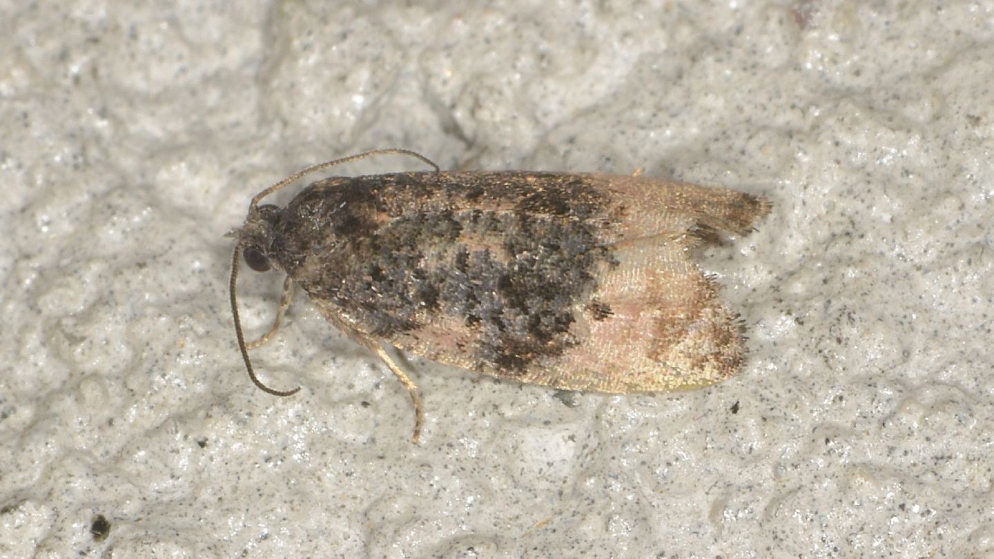 Hedya? No, Metendothenia atropunctana - Tortricidae