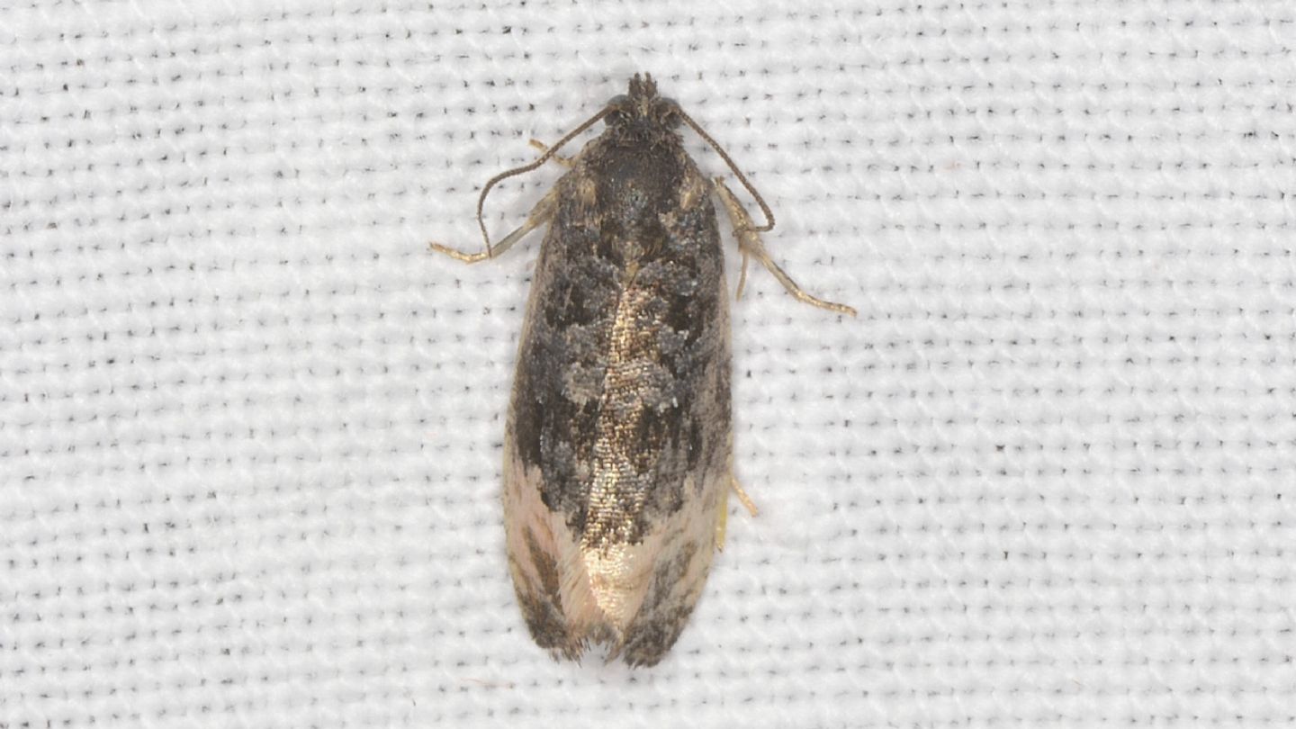 Hedya? No, Metendothenia atropunctana - Tortricidae