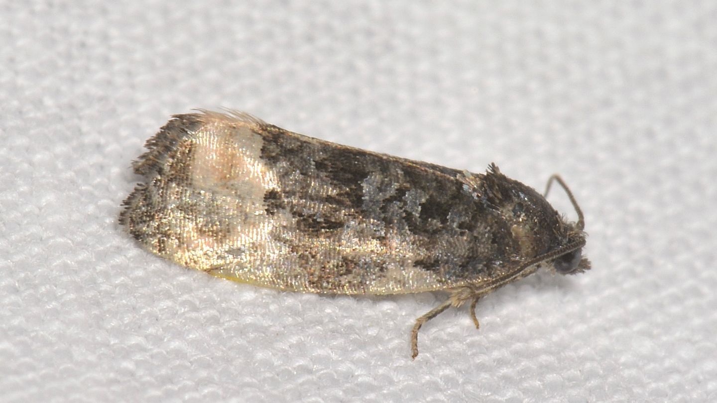 Hedya? No, Metendothenia atropunctana - Tortricidae