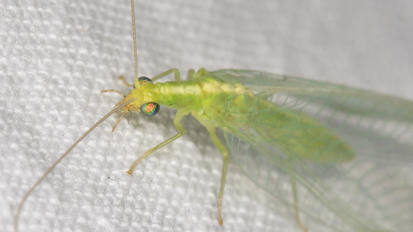 Chrysopidae