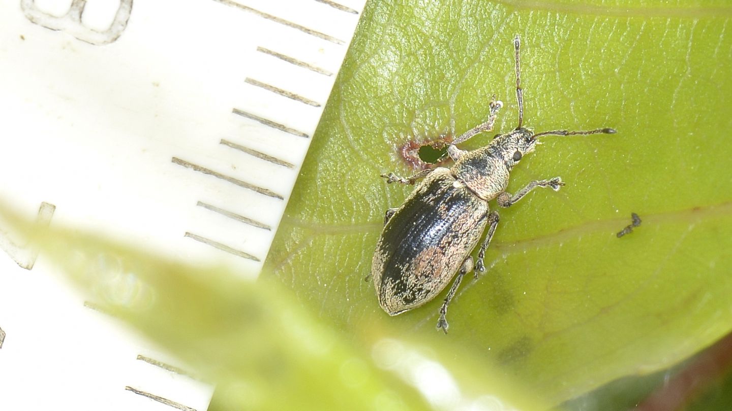 Curculionidae: Phyllobius pyri