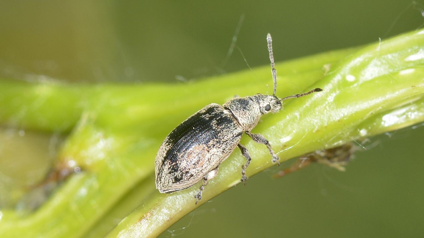 Curculionidae: Phyllobius pyri