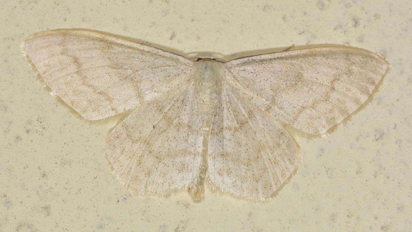 Geometridae: Cabera sp. ?  No, Scopula cfr. floslactata