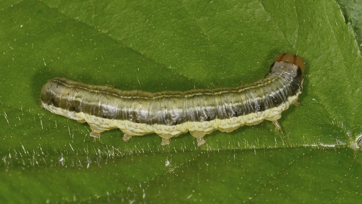 Larva di Apamea scolopacina - Noctuidae