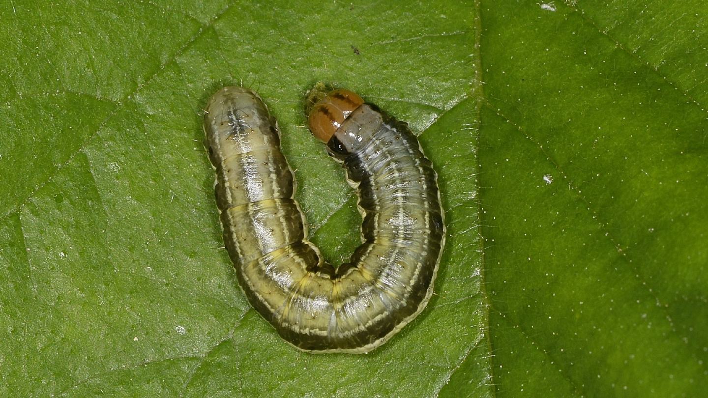 Larva di Apamea scolopacina - Noctuidae