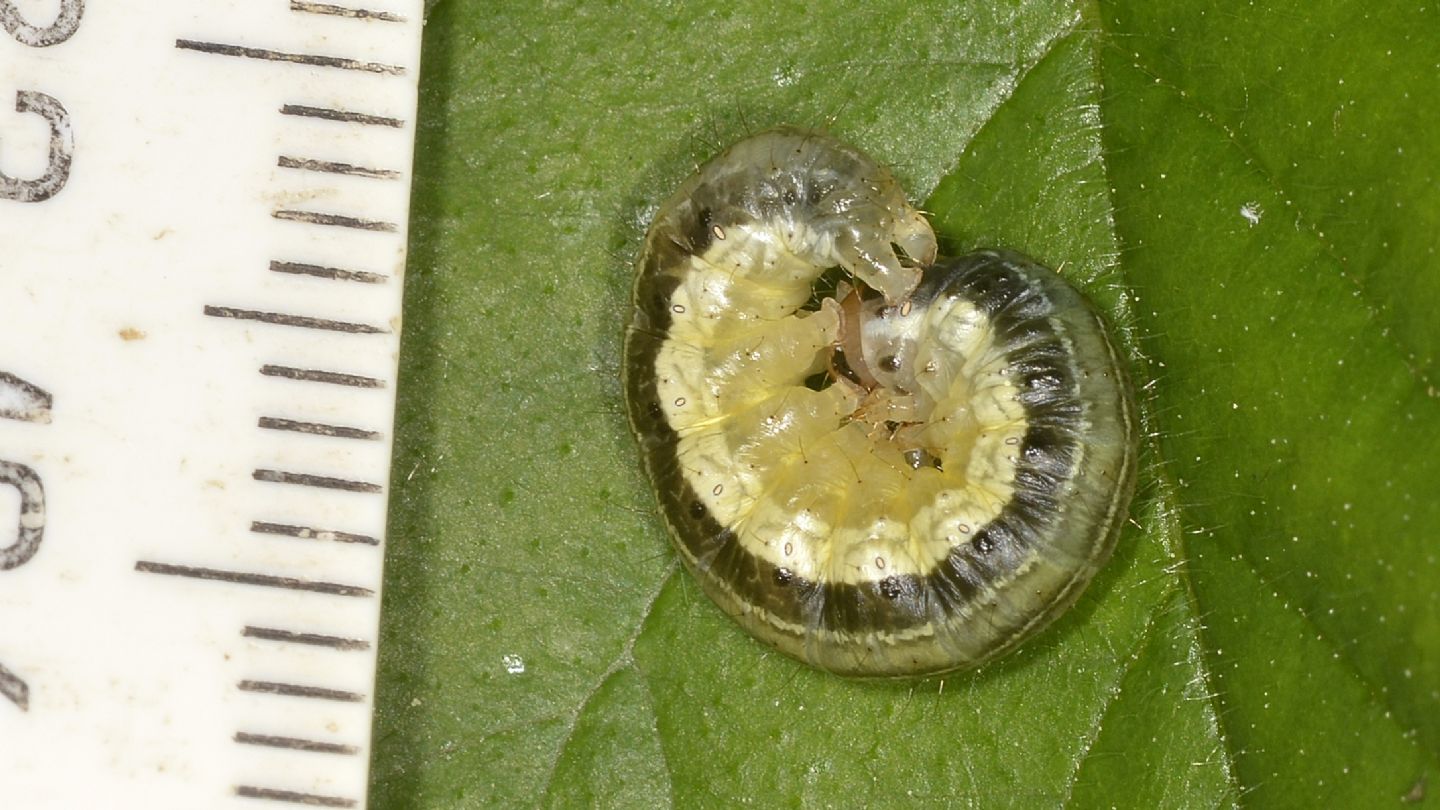 Larva di Apamea scolopacina - Noctuidae