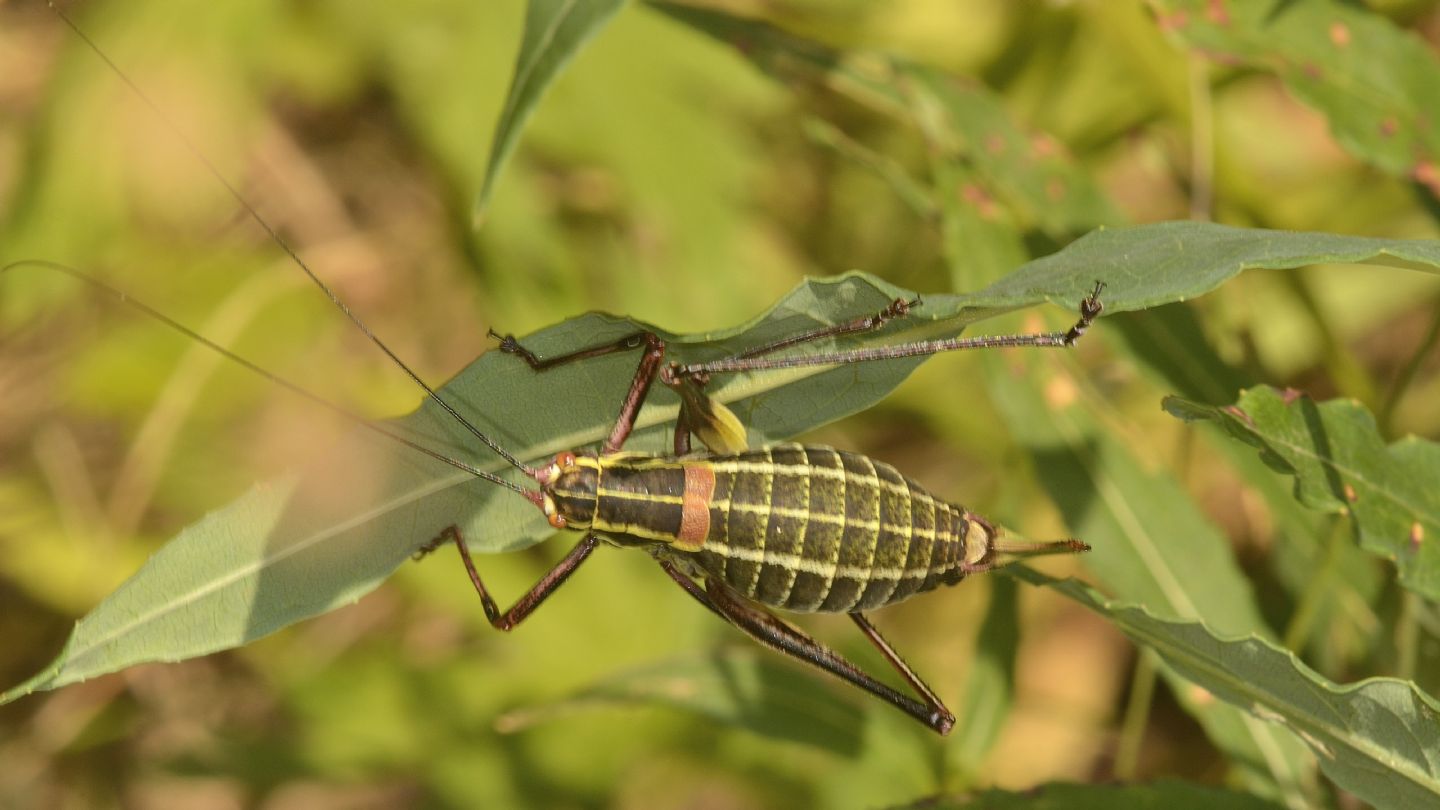 Phaneropteridae: Barbitistes sp., femmina