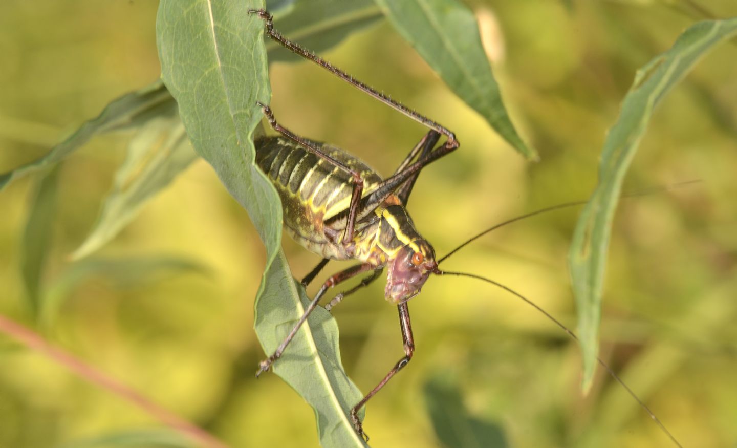 Phaneropteridae: Barbitistes sp., femmina