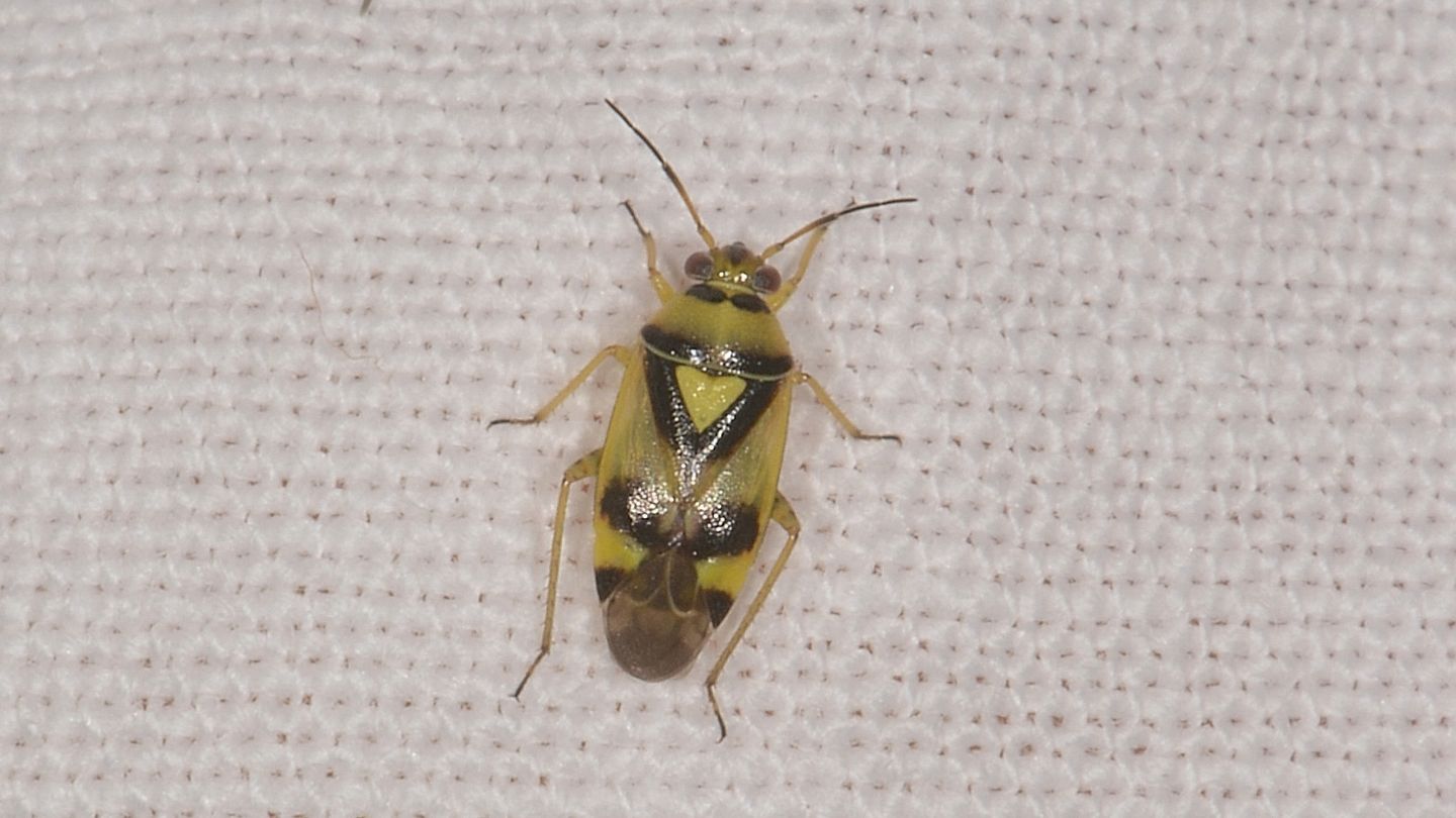 Miridae:  Orthops kalmii