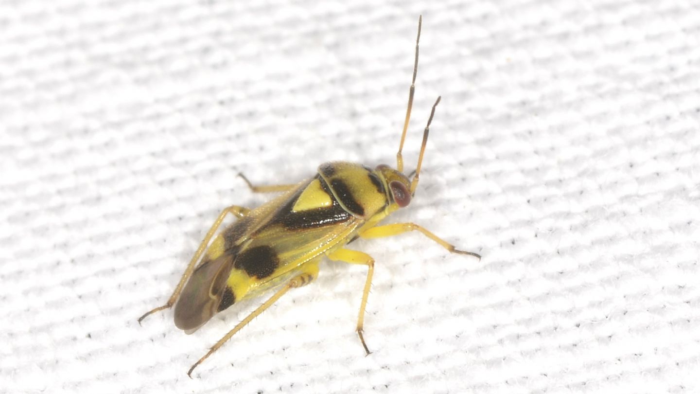 Miridae:  Orthops kalmii