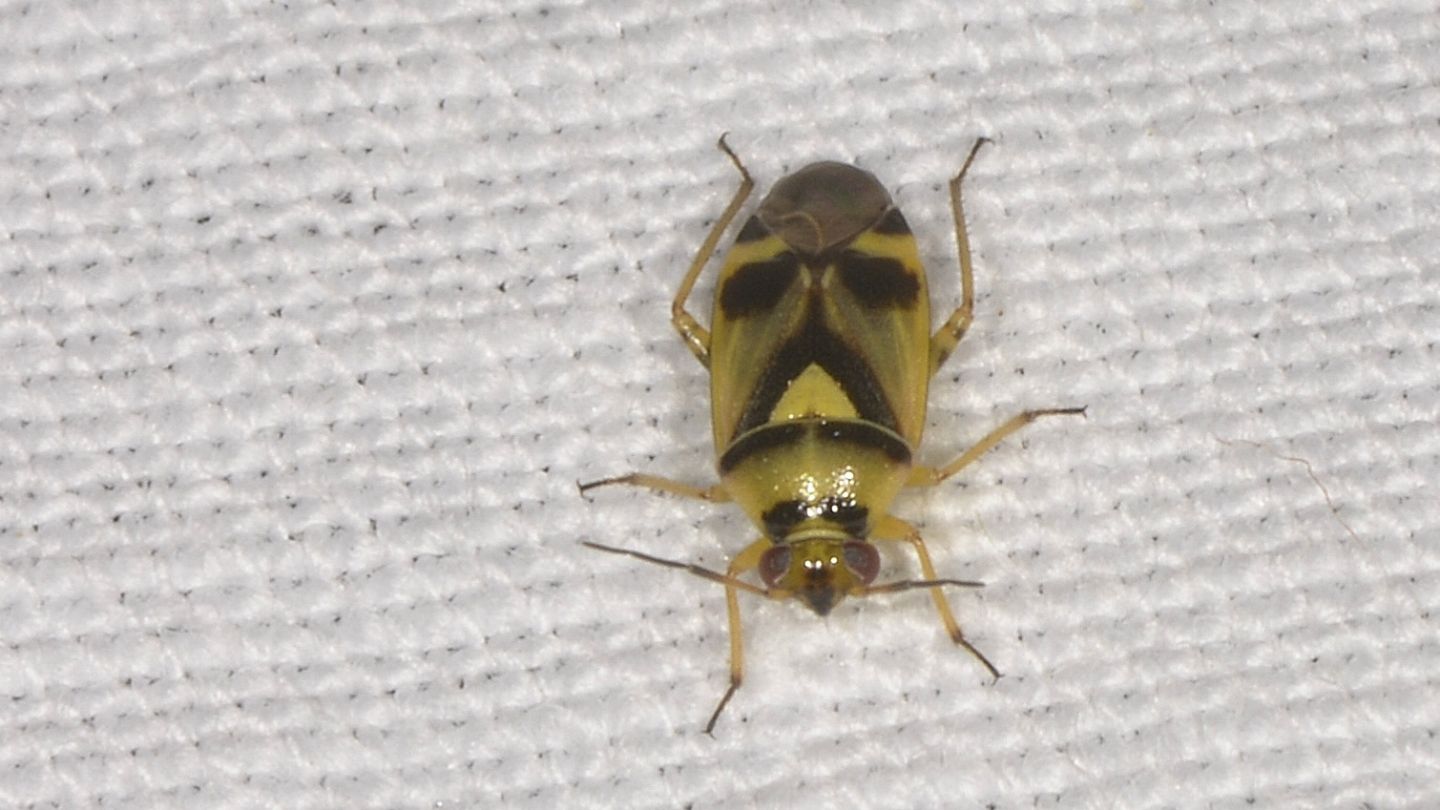 Miridae:  Orthops kalmii