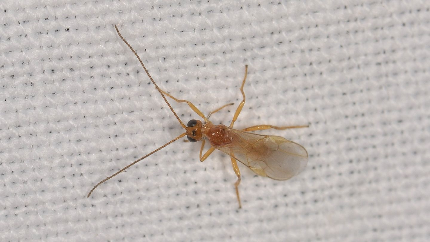 Si riconosce ? Braconidae sp., femmina